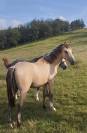 Jeune PFS Entier isabelle