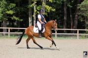 Hongre New Forest 3 ans Hors côte 
