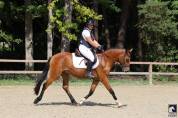 Hongre New Forest 3 ans Hors côte 