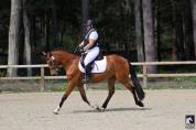 Hongre New Forest 3 ans Hors côte 