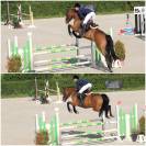Hongre 9ans pour toutes disciplines 
