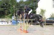Cheval SF x KWPN