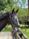 Cheval SF x KWPN