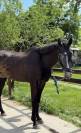 Cheval SF x KWPN