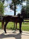 Cheval SF x KWPN
