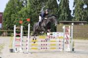 Cheval SF x KWPN