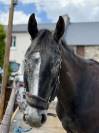 Cheval SF x KWPN