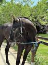 Cheval SF x KWPN