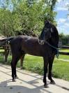 Cheval SF x KWPN