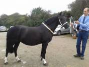 Ponette ou poulinière welsh type cob noire 