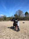 Ponette ou poulinière welsh type cob noire 