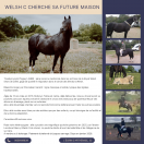 Ponette ou poulinière welsh type cob noire 