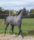Magnifique hongre 3ans selle français 