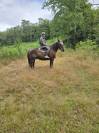 Cheval trait postier breton