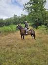 Cheval trait postier breton