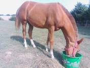 Poulain half quater horse