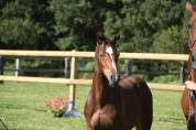 Foal mâle