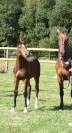 Foal mâle