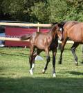 Foal mâle