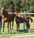 Foal mâle
