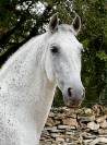 Pure race espagnole PP
