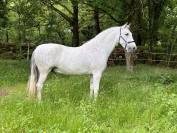 Pure race espagnole PP