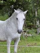 Pure race espagnole PP