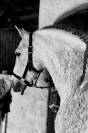 Pure race espagnole PP