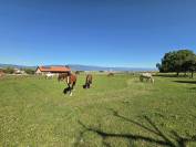 Pension chevaux en stabulation libre 