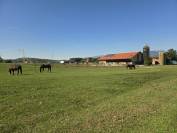 Pension chevaux en stabulation libre 