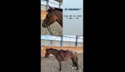 poney 7 ans