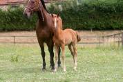 Poulains sport SF par Candy de Nantuel