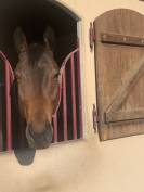 Magnifique cheval 4 ans (pur sang)