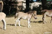Colt Shetland Pony For sale 2025 Grullo