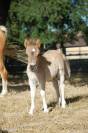 Colt Shetland Pony For sale 2025 Grullo
