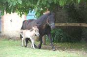 Colt Shetland Pony For sale 2025 Grullo
