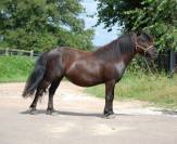 Colt Shetland Pony For sale 2025 Grullo