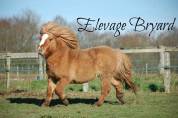 Colt Shetland Pony For sale 2025 Grullo