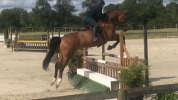 Selle français 12 ans pour amateur 