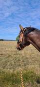 cheval 
