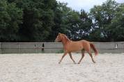 Welsh Part Bred femelle née en 2023