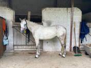 PONETTE CONNEMARA 8 ANS
