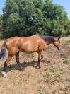PS - 6 ans - potentiel 120/125