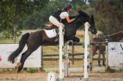 Magnifique Welsh cob noir CSO CCE dressage