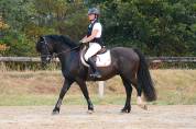 Magnifique Welsh cob noir CSO CCE dressage