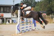 Magnifique Welsh cob noir CSO CCE dressage
