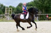 Magnifique Welsh cob noir CSO CCE dressage