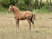 chevaux pur sang arabe