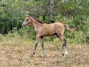 chevaux pur sang arabe
