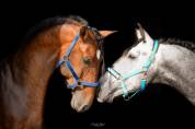 Cheval d'exception PRE